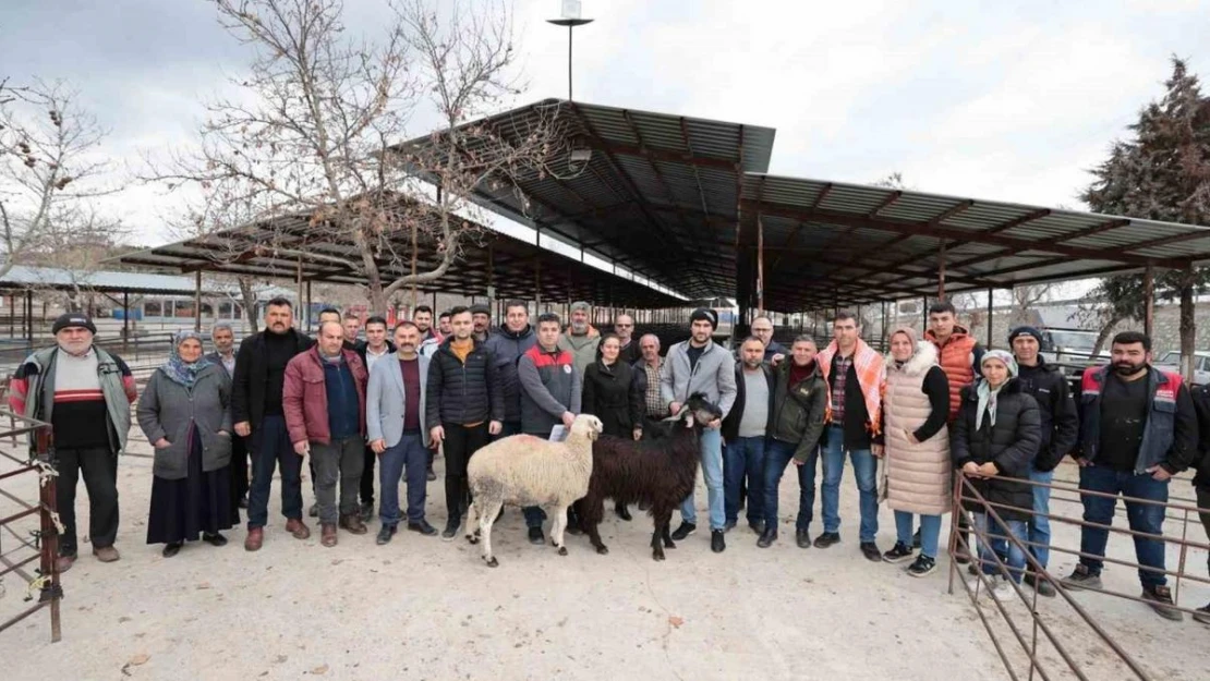 Denizli'de 321 çiftçiye 600 adet damızlık koç ve teke hibe desteği başladı