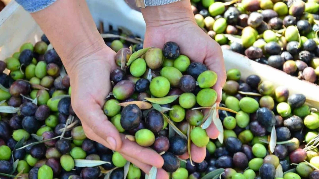 Denizli zeytin ve zeytinyağındaki iddiasını ortaya koydu