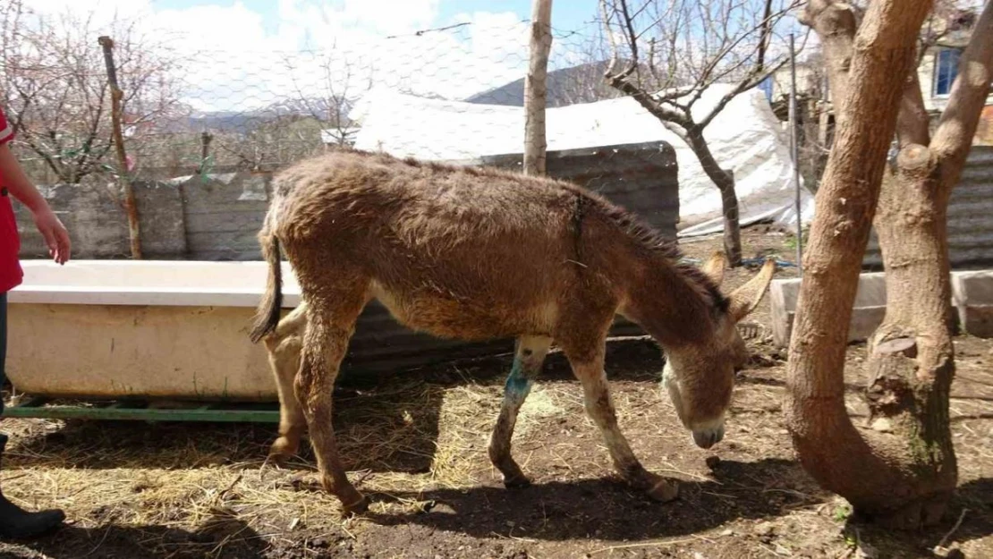 Depremde yaralanan ve Tatvan'da tedavi edilen sıpa sahiplendirildi