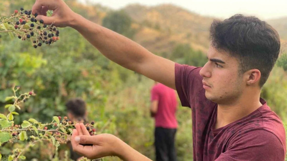 Derecik'te böğürtlen toplama sezonu başladı