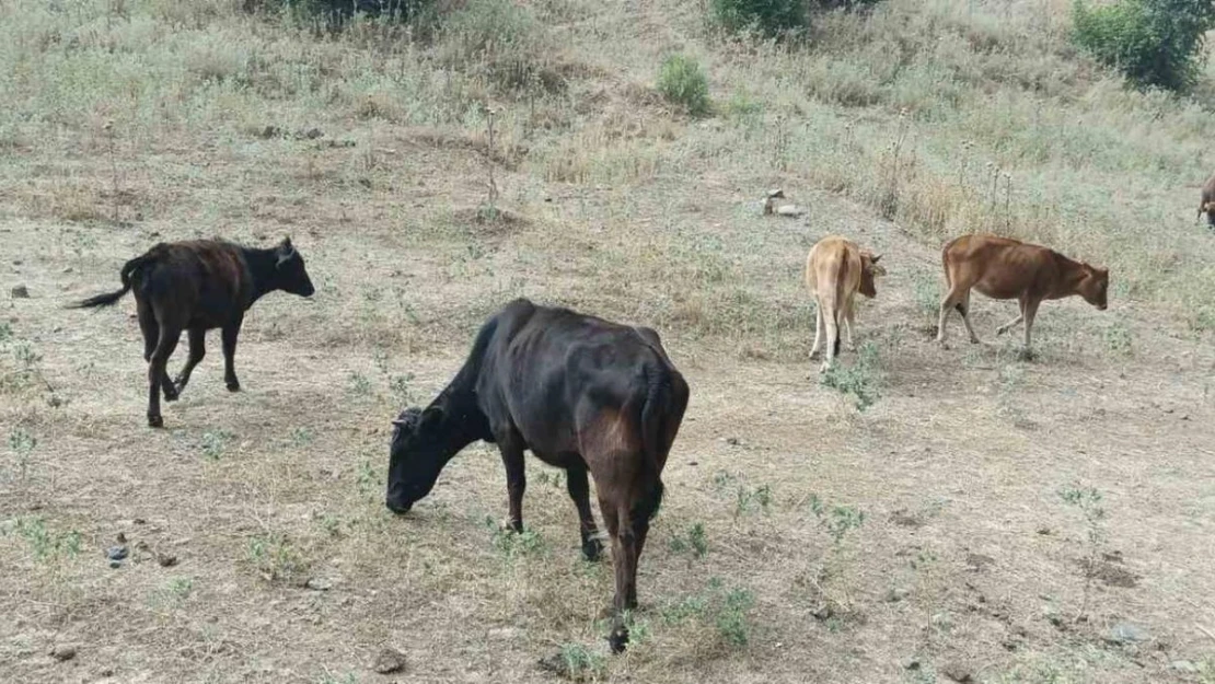 Derecik'te kayıp inekler 4 gün sonra bulundu