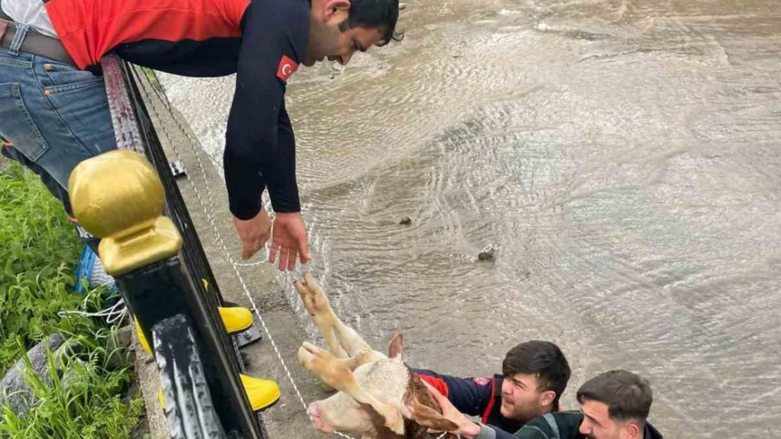 Dereye düşen buzağı için seferber oldular