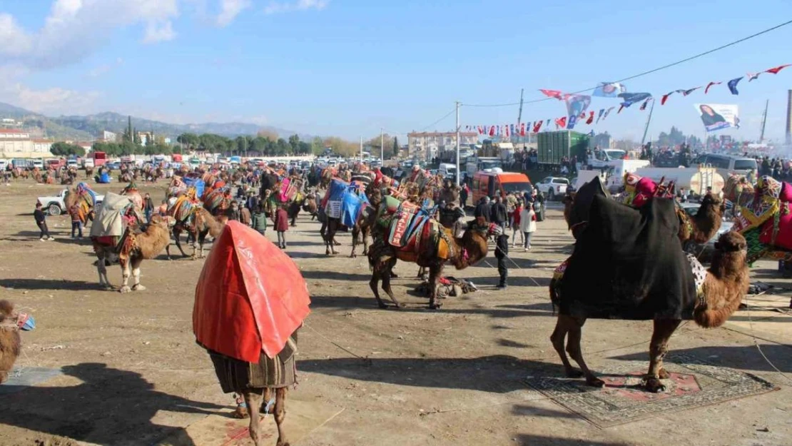 Deve güreşlerine katılım yoğun oldu