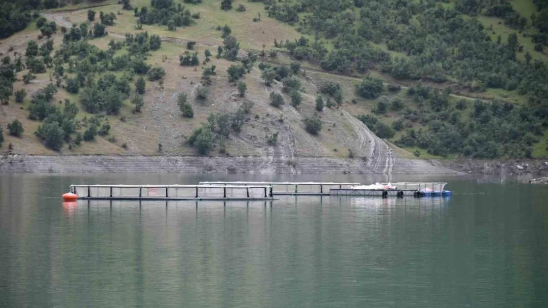 Devletin projeleriyle Şırnak'ta balık hasadı yapılıyor