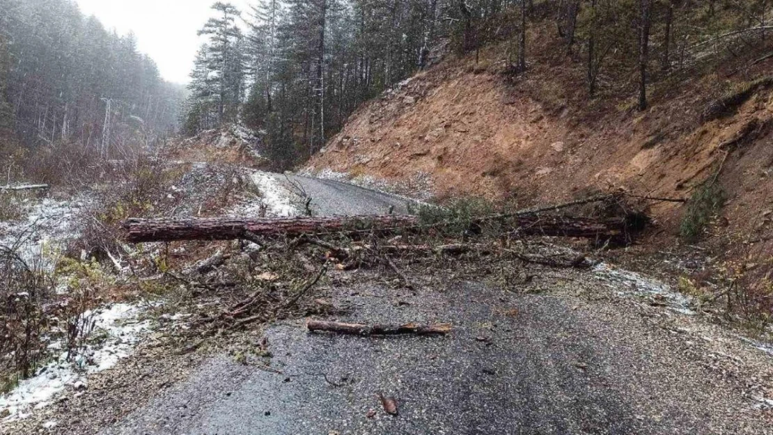 Devrilen ağaç köy yolunu ulaşıma kapattı