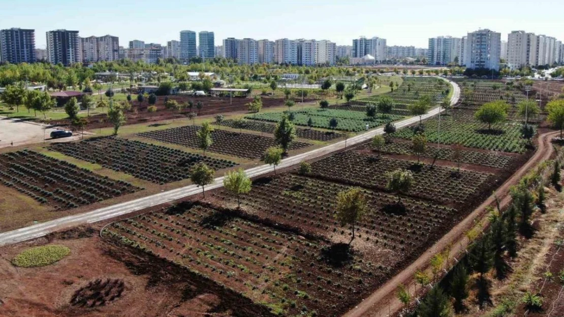 Diyarbakır'da Tıbbi Aromatik Bitki Bahçesi şehre güzel koku yayacak