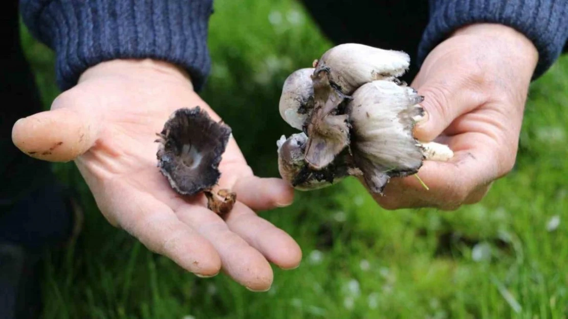 Doğadan toplanan mantarlara dikkat