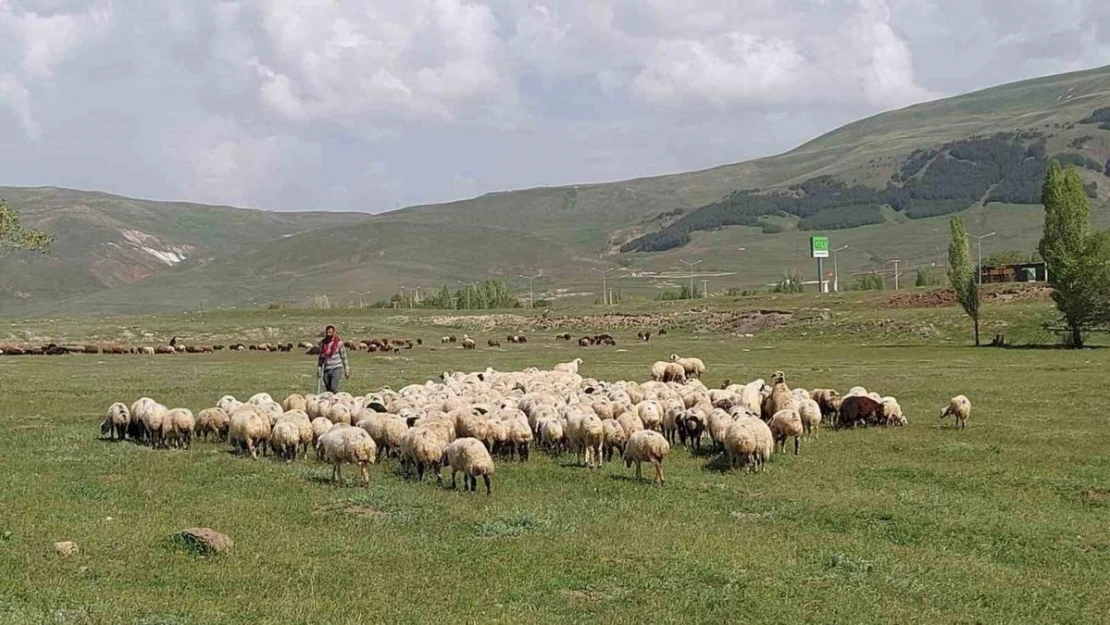 Doğu Anadolu Canlı Hayvan Pazarı'nda hareketlilik başladı