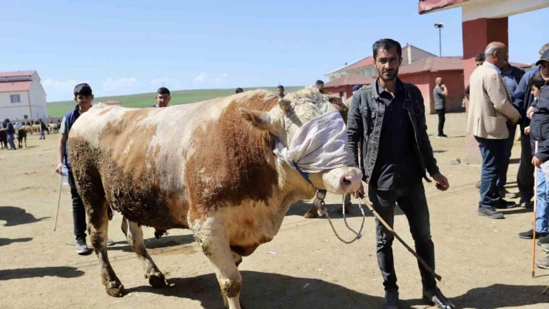 Doğu'dan Batıya kurbanlık sevkiyatı hız kazandı