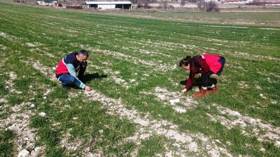 Domaniç'te hububat ekili tarlalarda fenolojik gözlem, hastalık ve zararlı kontrolü