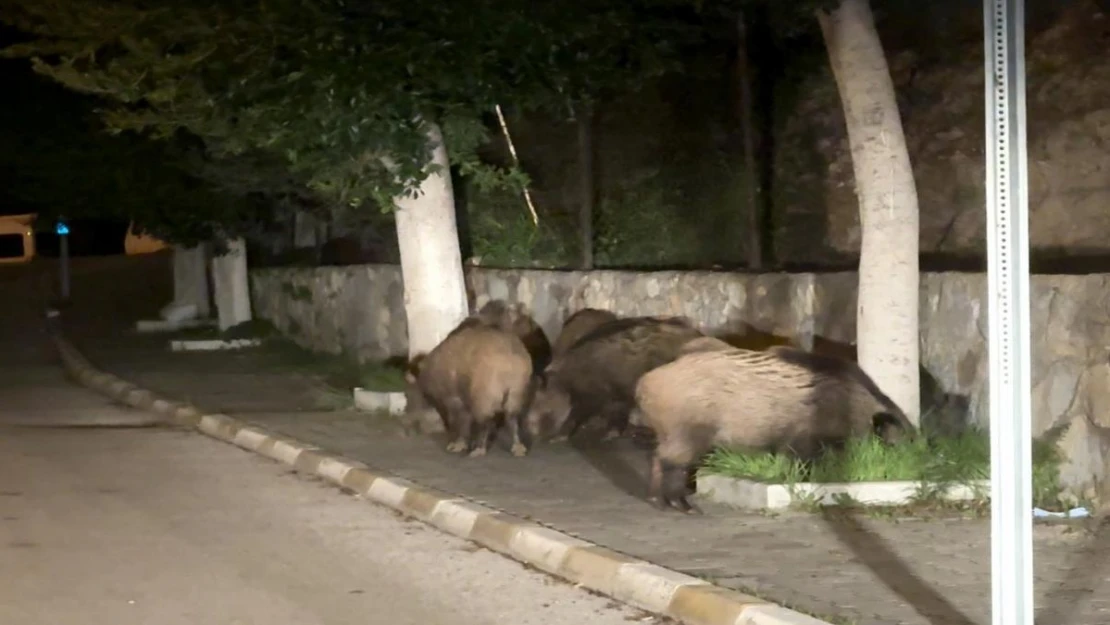 Domuz sürüsü şehre indi