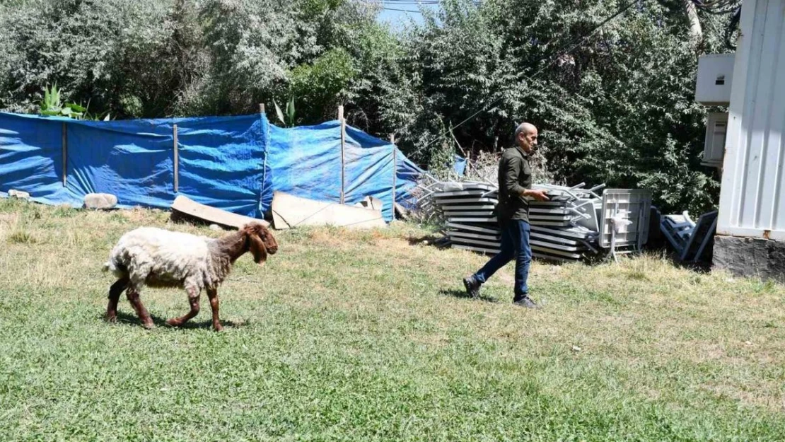 Düğünde kesilmemek için sahibinin elinden kaçan koyun onunla dost oldu