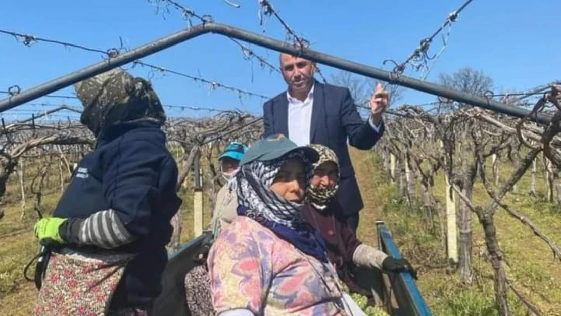 Dünyaca ünlü üzümün yetiştirildiği bağlarda hummalı çalışma