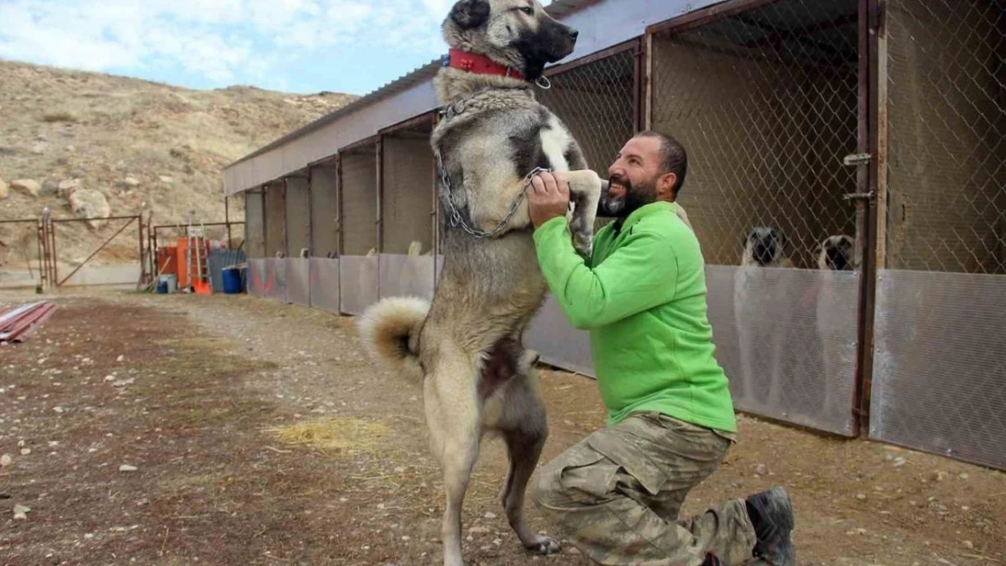 Dünyanın en sadık ve en cesur sürü koruma köpeği