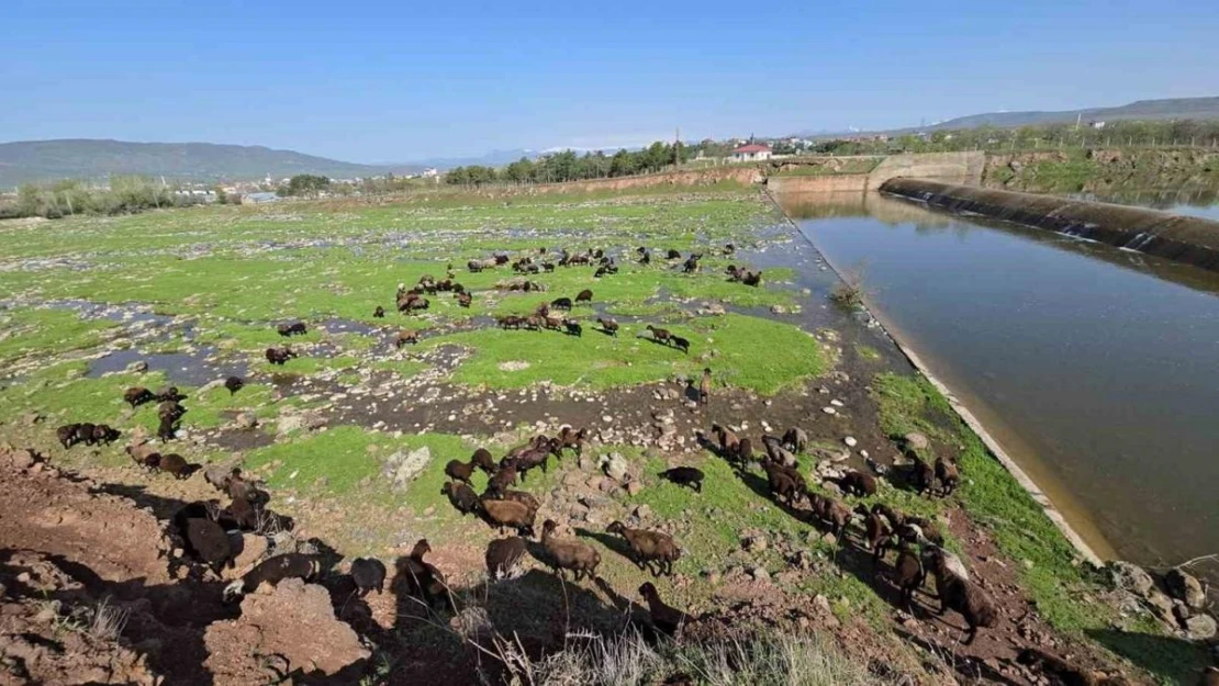 Elazığ'a bahar geldi, koyun sürüleri otlağa indi