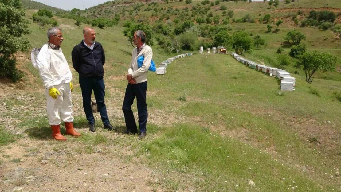 Elazığ Arı Yetiştiricileri Birliği Başkanı Canbay: 'Ekolojik dengede en önemli unsur arıdır'