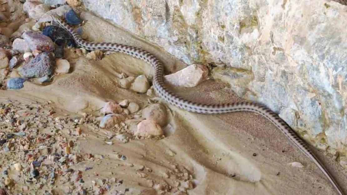 Elazığ'ı yılan bastı... 1 buçuk metre yılan korkuttu