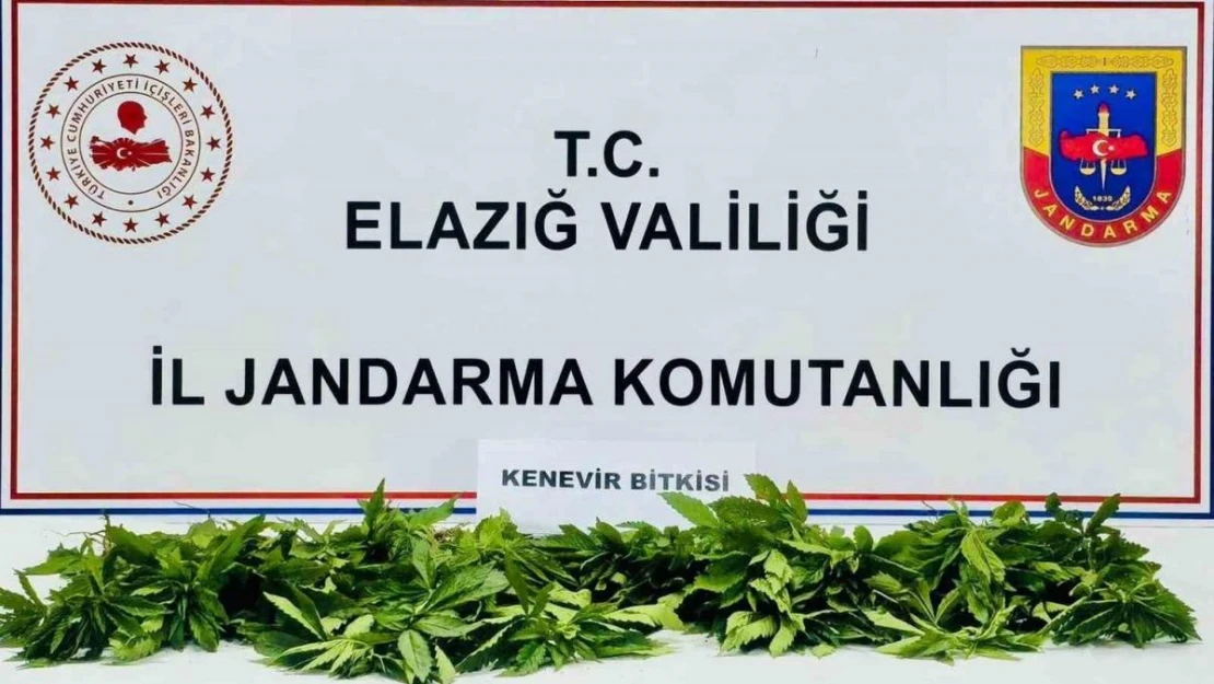 Elazığ'da 158 kök kenevir ele geçirildi