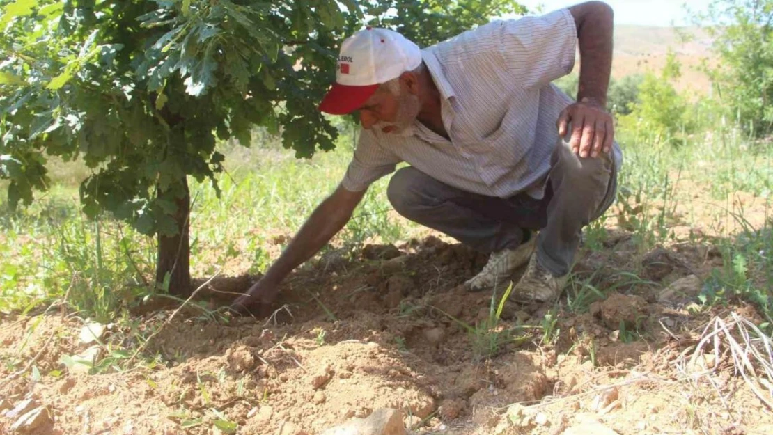 Elazığ'da 3 dönüme ektiği trüf mantarının çıkmasını dört gözle bekliyor