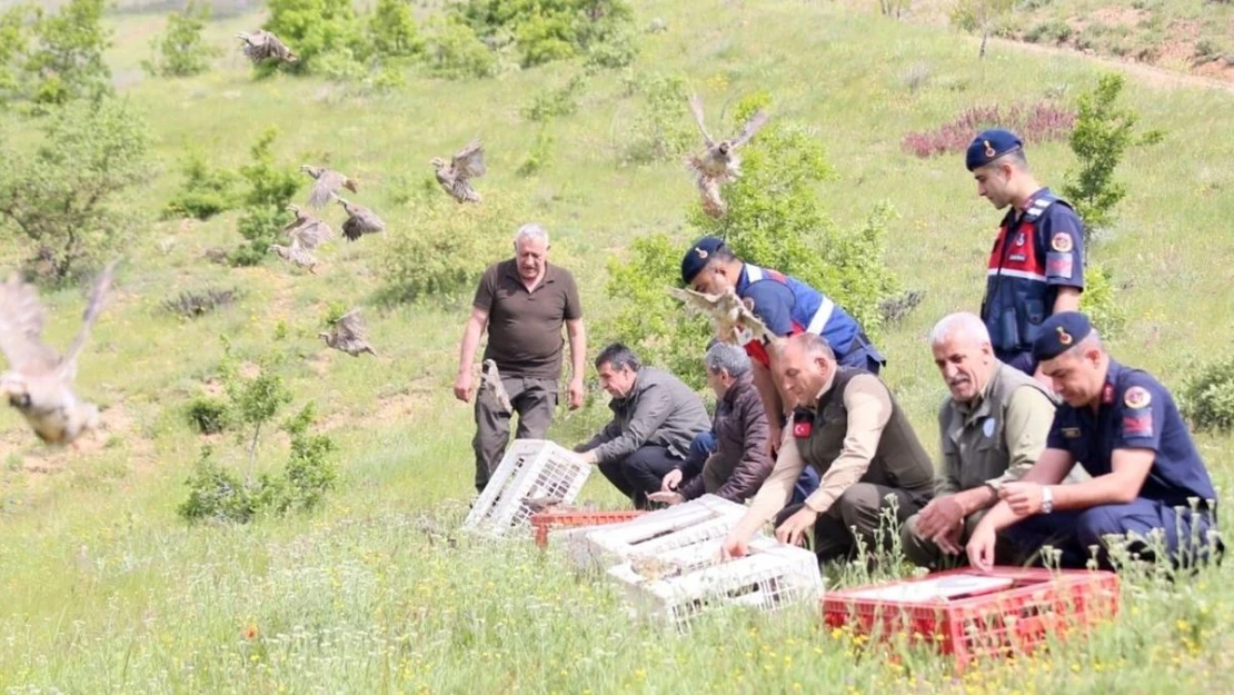 Elazığ'da kınalı keklikler doğaya salındı