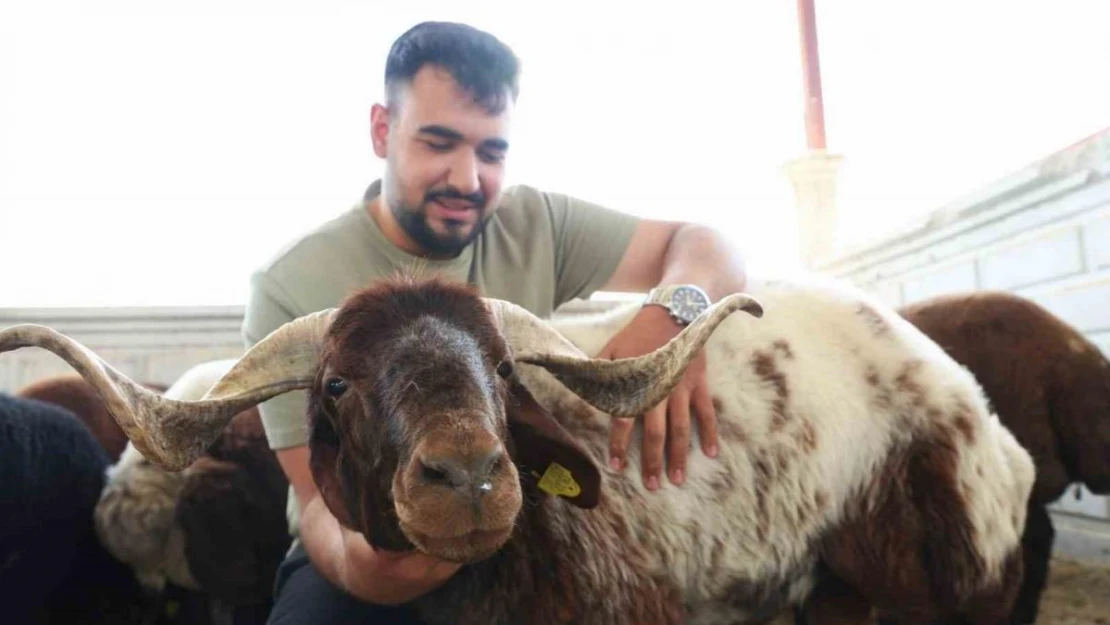 Elazığ'da kurbanlıklar görücüye çıktı