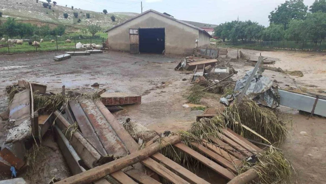 Elazığ'da sağanak yağış zavallı hayvanları telef etti