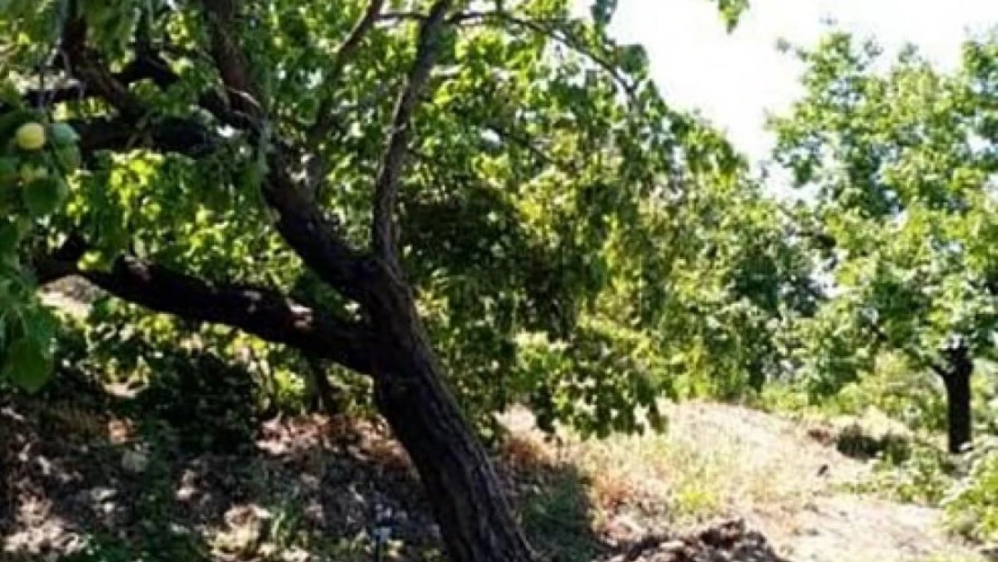 Elazığ'da şiddetli rüzgar kayısı ağaçlarını yerinden söktü, bahçelere zarar verdi