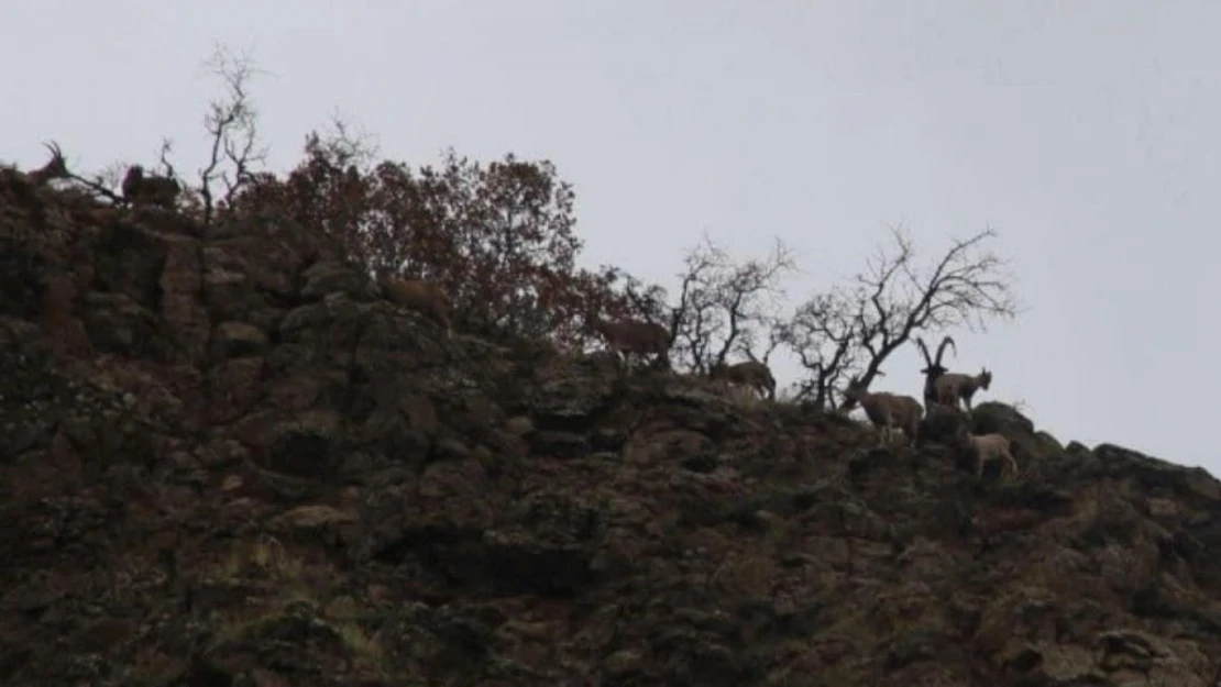 Elazığ'da yaban keçisi envanter çalışması yapıldı