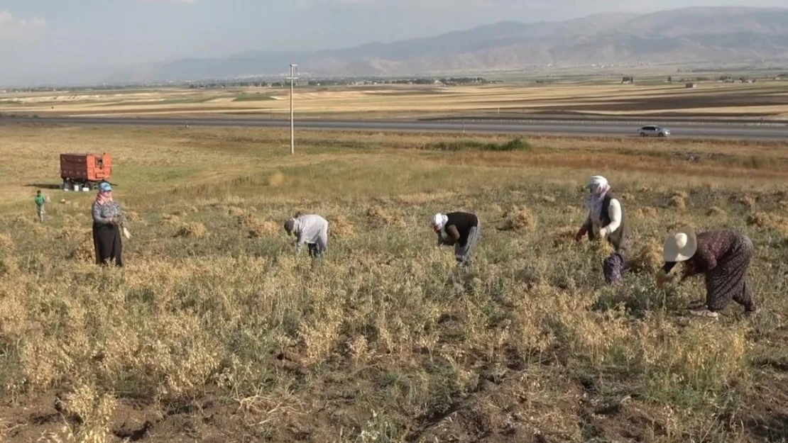 Elle nohut biçen kadınlar aile ekonomisine katkı sağlıyor