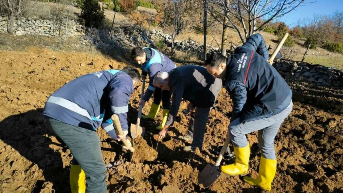 Emet'te ceviz fidanlarının dikimi ile demonstrasyon bahçesi kuruldu