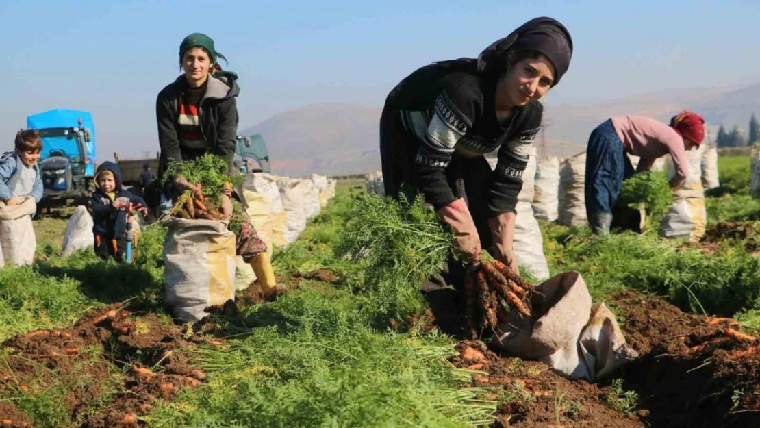 Enkaz kentte zorlu hasat: Havuç tarlada 5 TL'den Türkiye'nin dört bir yanına satılıyor