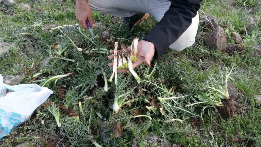 Erciş'te kenger bitkisine yoğun ilgi