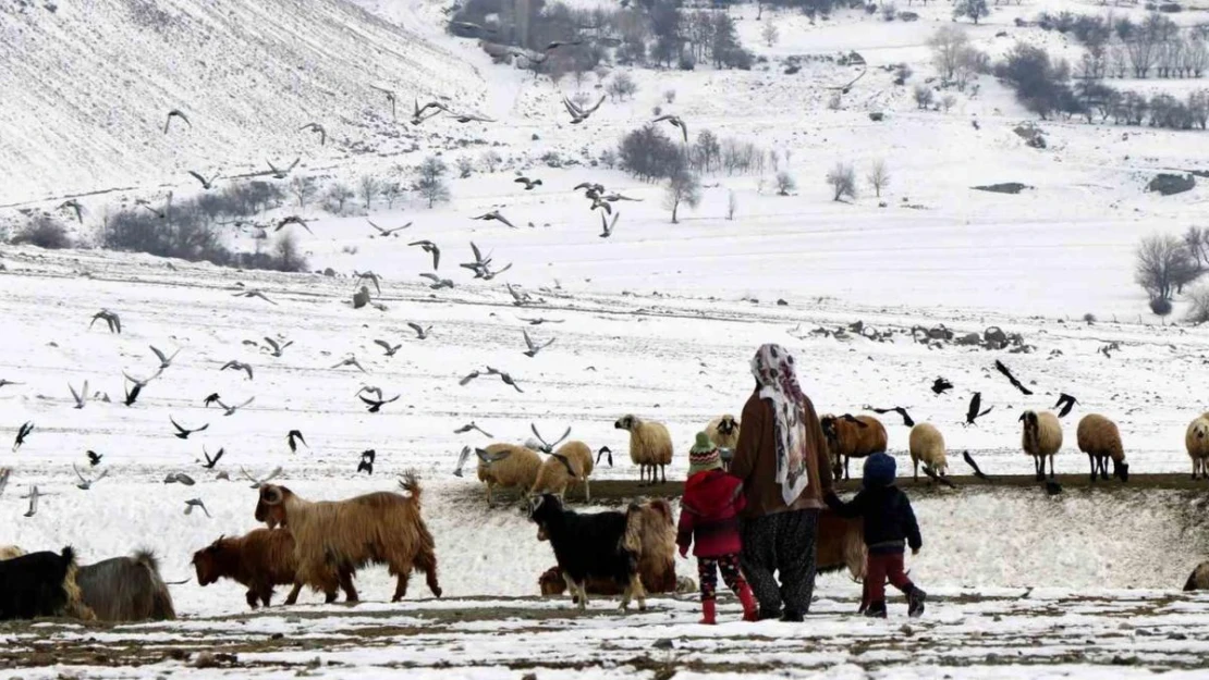 Erzincan'da 'Köyümde Yaşamak İçin Bir Sürü Nedenim Var' projesi ile 179 üretici hayvan varlığını artırdı