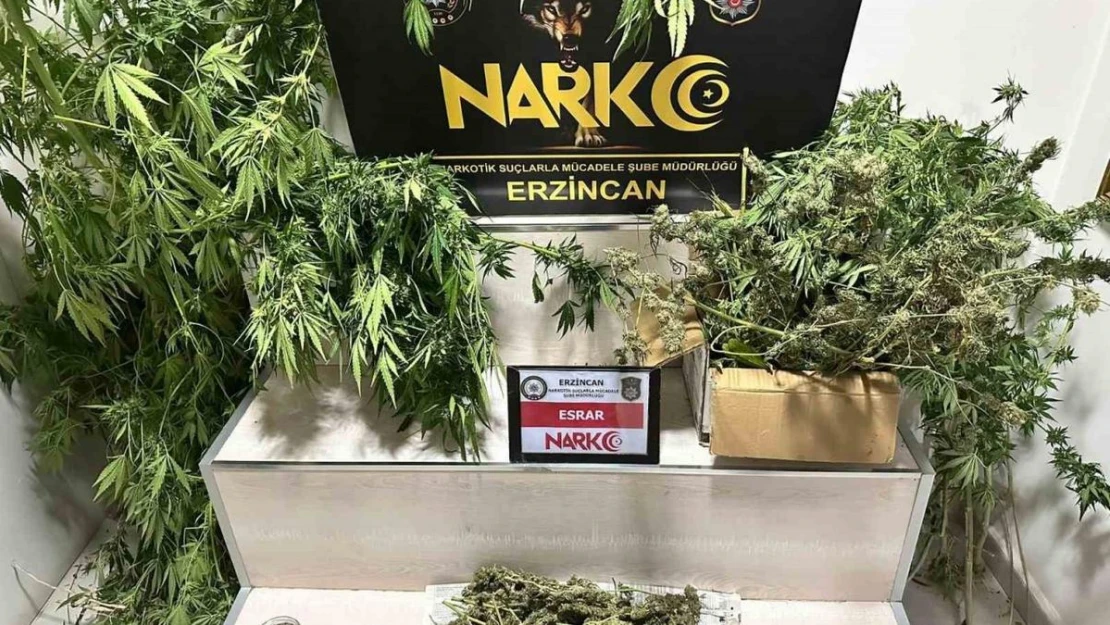 Erzincan'da 1.285 gram esrar ve 11 kök kenevir ele geçirildi