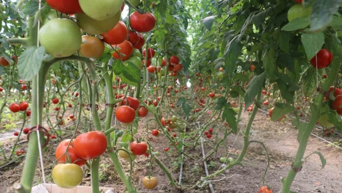 Erzincan'da 600 dekarlık sera işletmesinde üretilen domates, çevre illere pazarlanıyor