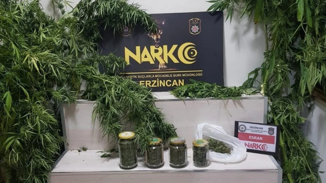 Erzincan'da 642.49 gram esrar ve 3 kök kenevir ele geçirildi