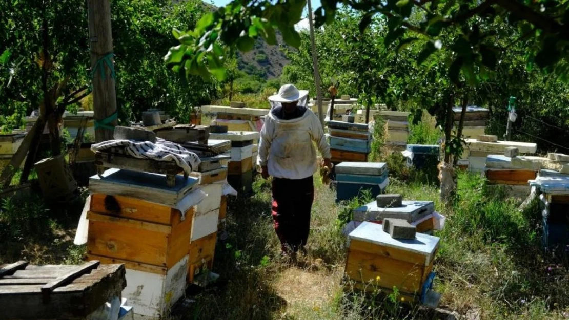 Erzincan'da arıların 'tatlı uykusu' başlıyor