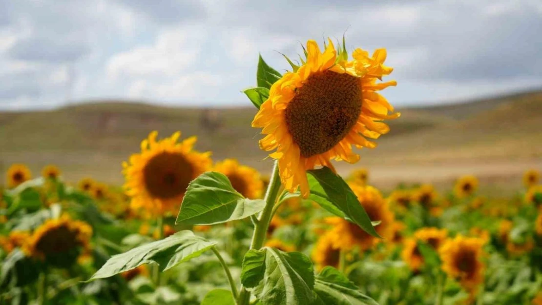 Erzincan'da ayçiçeği tarlaları sarının her tonuyla güneşi kıskandırıyor