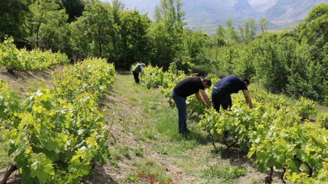 Erzincan'da bağlarda kontroller sürüyor