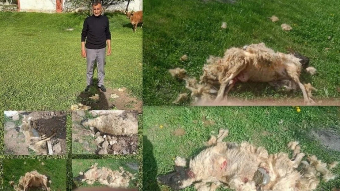 Erzincan'da başıboş köpeklerin saldırdığı 7 koyun telef oldu