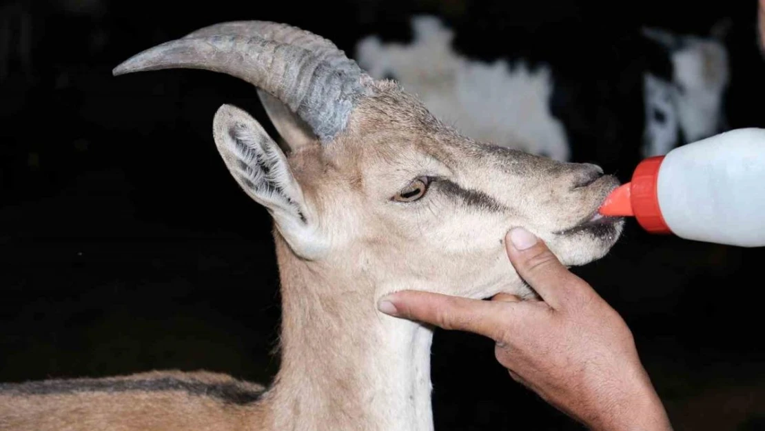 Erzincan'da buldukları yaralı yaban keçisini kendi keçi sürülerine katarak beslediler