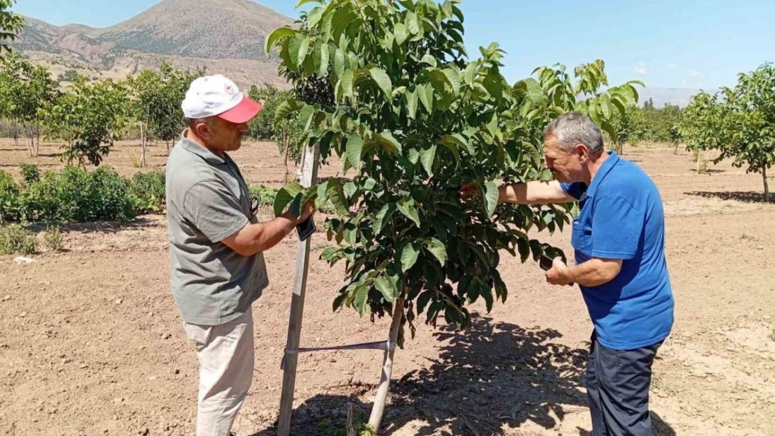 Erzincan'da ceviz yetiştiriciliği artıyor