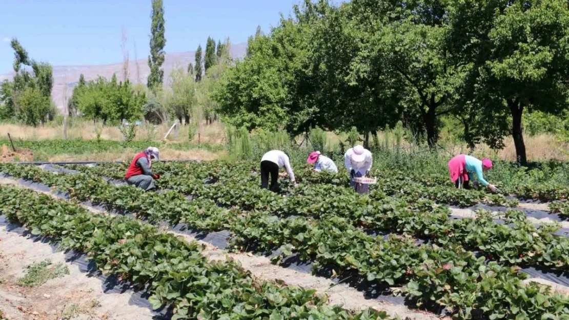 Erzincan'da çilek hasadı