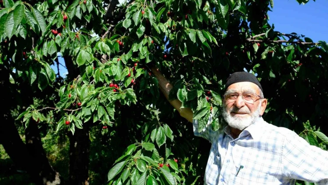 Erzincan'da daha önce görülmemiş kiraz rekoltesi