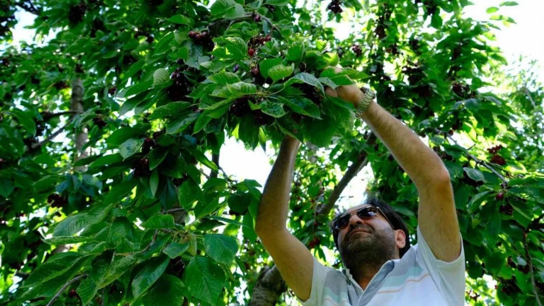 Erzincan'da dalları bastı kiraz