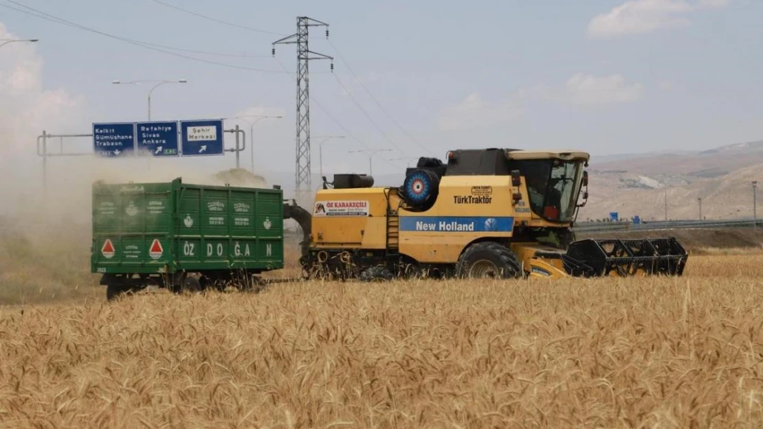 Erzincan'da hububat tarlalarında hasat başladı