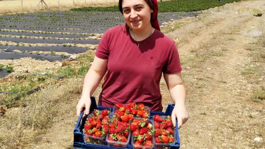 Erzincan'da ikinci çilek hasadı başladı