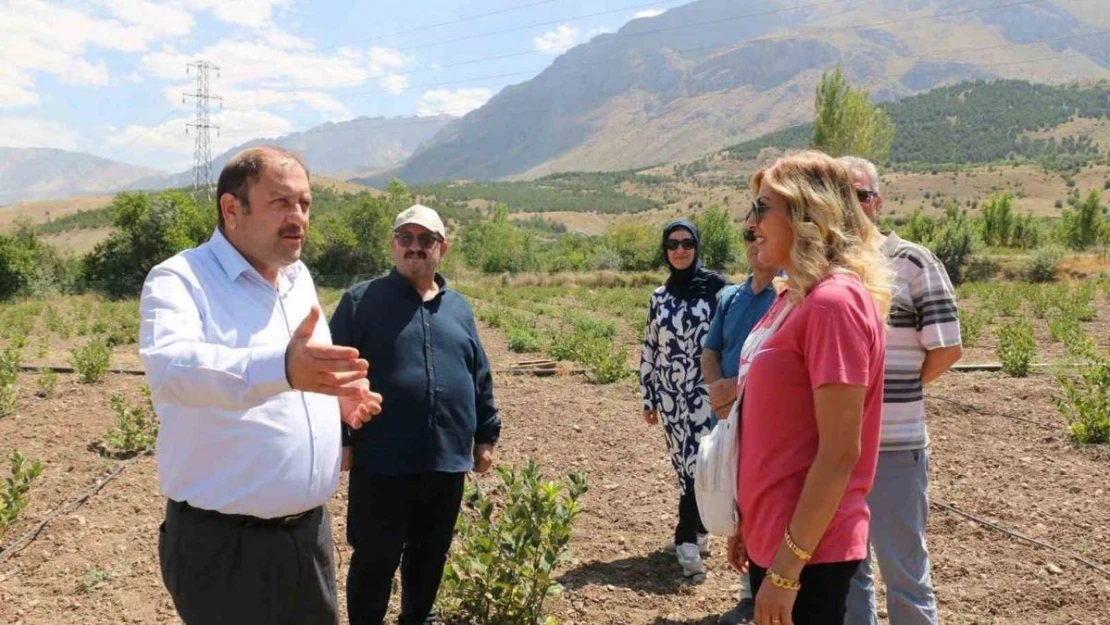 Erzincan'da ilaç ve gıda sanayisinde kullanılan aronya yetiştirilmeye başlandı