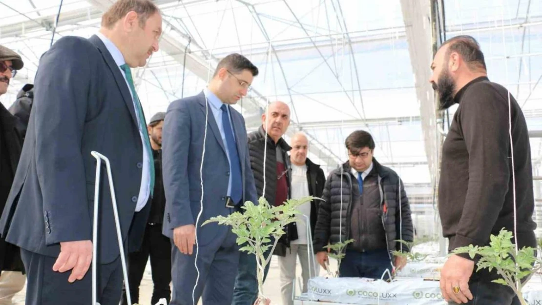 Erzincan'da jeotermal ısıtmalı topraksız serada ilk fideler dikildi