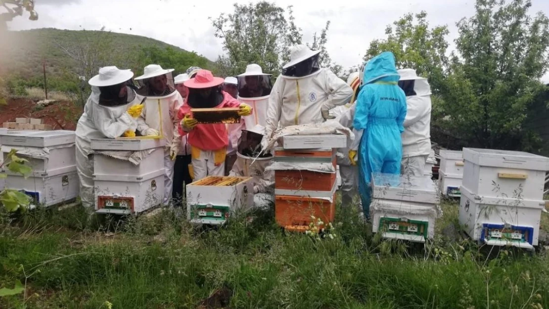 Erzincan'da kadınlar arı sütü üretecek